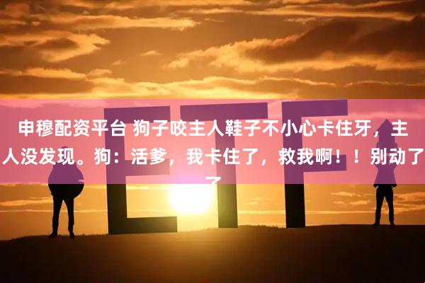 申穆配资平台 狗子咬主人鞋子不小心卡住牙，主人没发现。狗：活爹，我卡住了，救我啊！！别动了