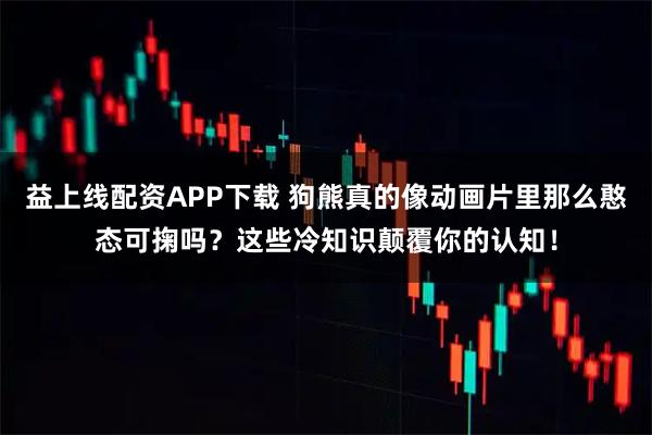 益上线配资APP下载 狗熊真的像动画片里那么憨态可掬吗？这些冷知识颠覆你的认知！